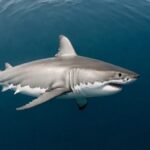 The Great White Shark (Carcharodon carcharias): Monarch of the Oceans