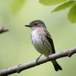 The Fascinating World of the Flycatcher Flower: A Glimpse into Ficedula hypoleuca